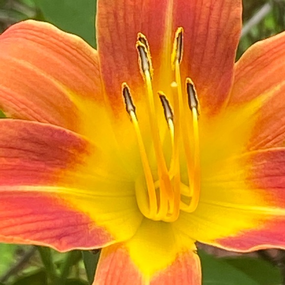 Enjoy a flower! - Picture 1 of 2